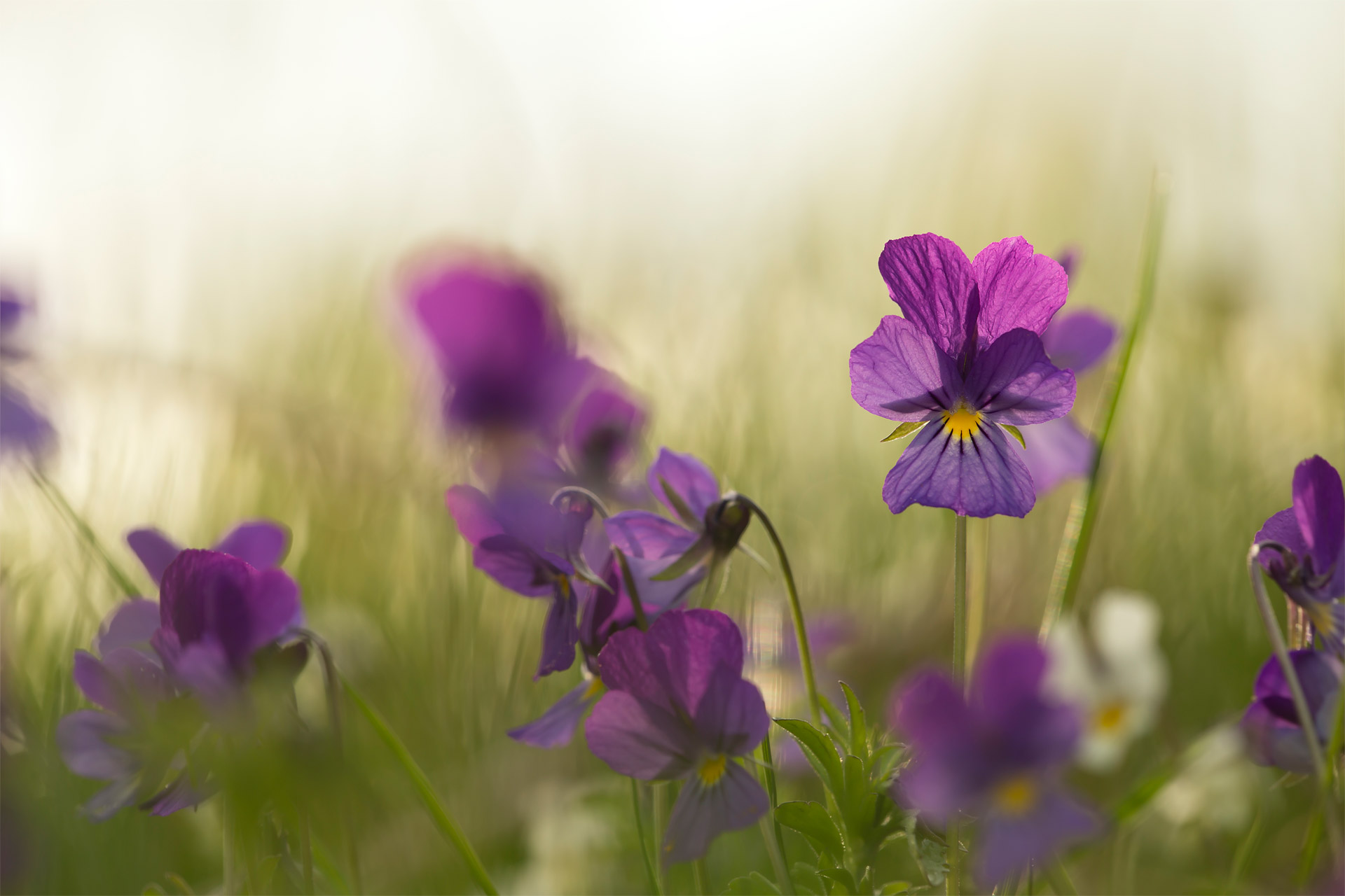 Funeralco begrafenisondernemer - Bloemen